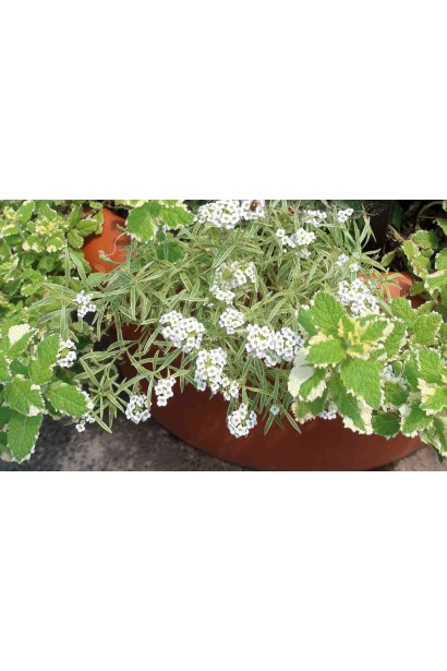 М’ята ананасна Варієгата посадка